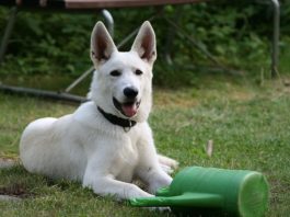 Gli animali domestici e loro normativa 1327 0 Gli animali domestici